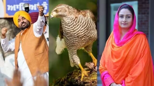 Punjab Politics में बाज को लेकर भगवंत मान और हरसिमरत कौर के बीच जुबानी जंग