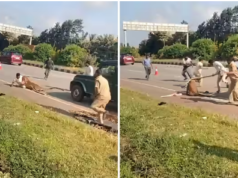 तेंदुआ पकड़ने गए थे वन अधिकारी, उसने टीम पर ही बोल दिया हमला; VIDEO वायरल कर्नाटक के दावणगेरे में रेस्क्यू के दौरान वन अधिकारी पर हमला करता घायल तेंदुआ